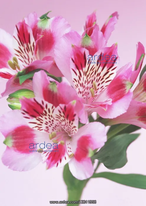 : Alstroemeria : Alstroemeria