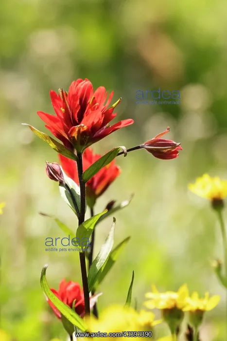: Alstroemeria : Alstroemeria