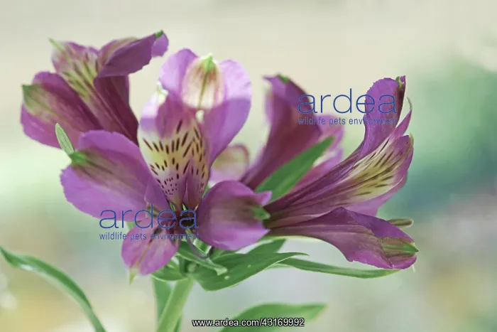 : Alstroemeria Perfect blue, flowers against soft focus back : Alstroemeria Perfect blue, flowers against soft focus back