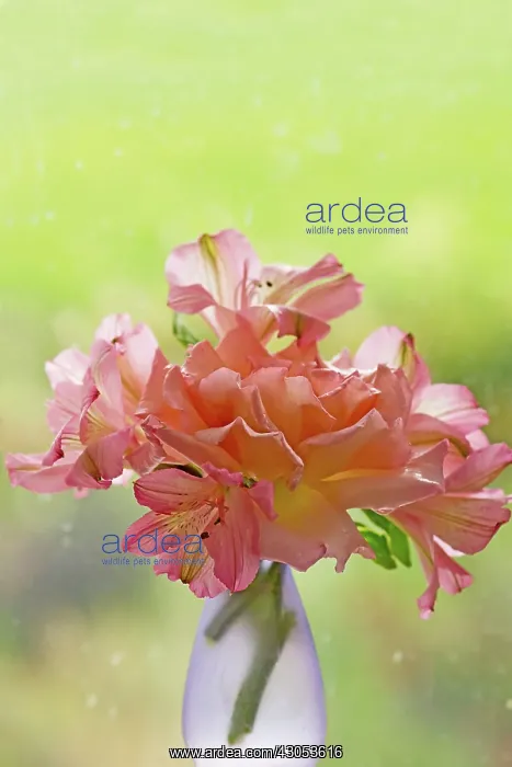: Alstroemeria, Peruvian lily : Alstroemeria, Peruvian lily