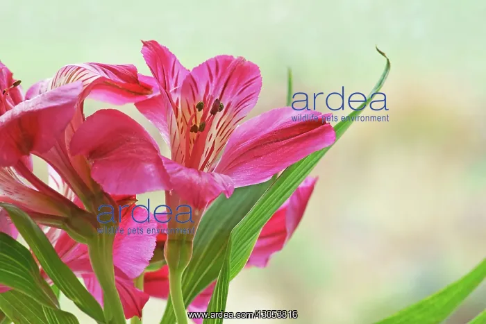 : Alstroemeria, Peruvian lily : Alstroemeria, Peruvian lily