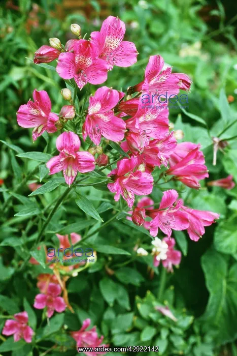  : Alstroemeria  /  Peruvian Lily - in flower, pink
