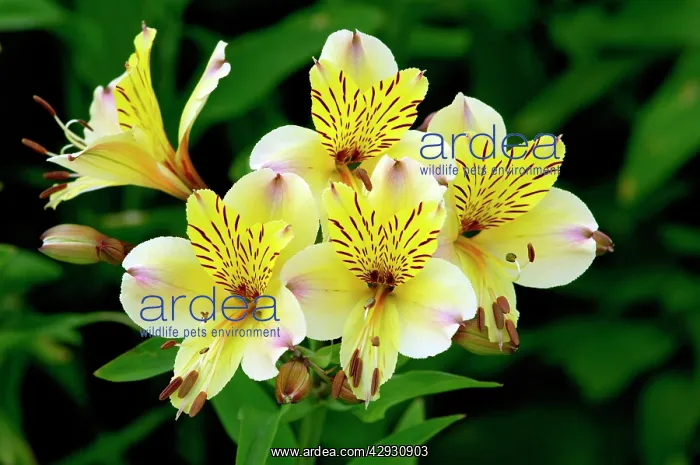 : Alstroemeria / Peruvian Lily - Yellow Friendship : Alstroemeria / Peruvian Lily - Yellow Friendship