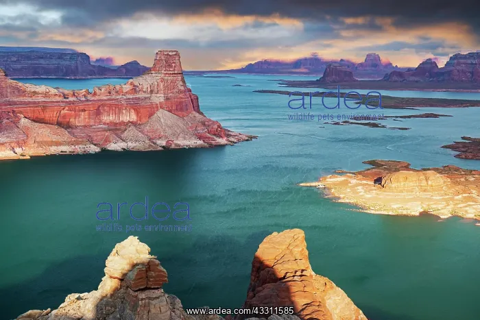 : Alstrom Point, Lake Powell, in the evening light : Alstrom Point, Lake Powell, in the evening light