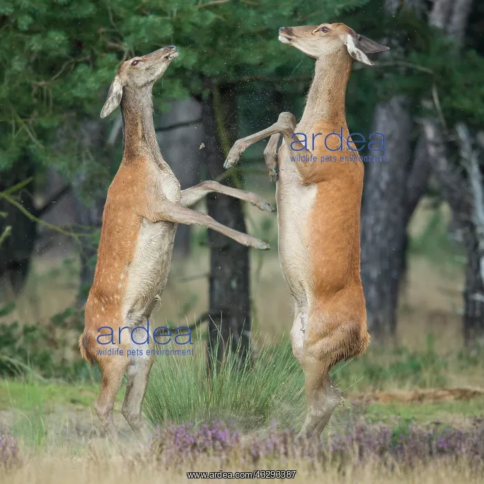 : Alt animals in dispute of the red deer ( Cervus : Alt animals in dispute of the red deer ( Cervus