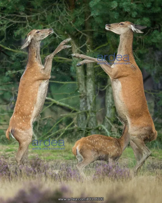 : Alt animals in dispute of the red deer ( Cervus : Alt animals in dispute of the red deer ( Cervus