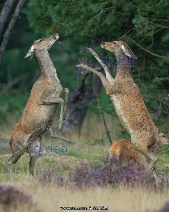 : Alt animals in dispute of the red deer ( Cervus : Alt animals in dispute of the red deer ( Cervus