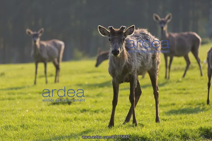 : Altai maral, Altai wapiti or Altai elk : Altai maral, Altai wapiti or Altai elk