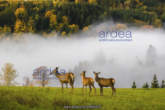 : An Altai maral hind with two calves, Altai wapiti or Altai : An Altai maral hind with two calves, Altai wapiti or Altai