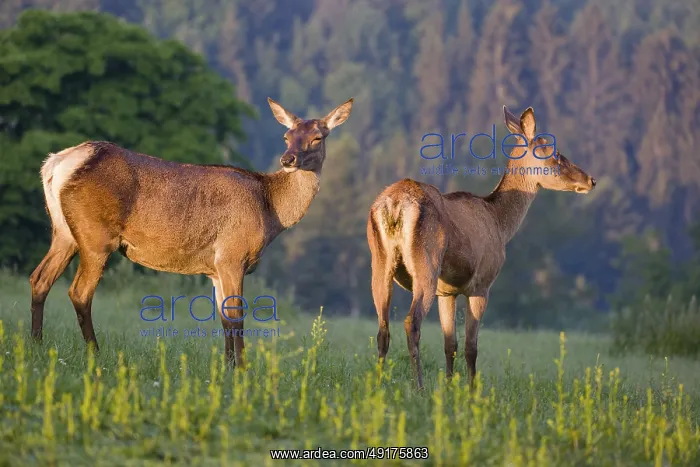 : Two Altai maral hinds : Two Altai maral hinds