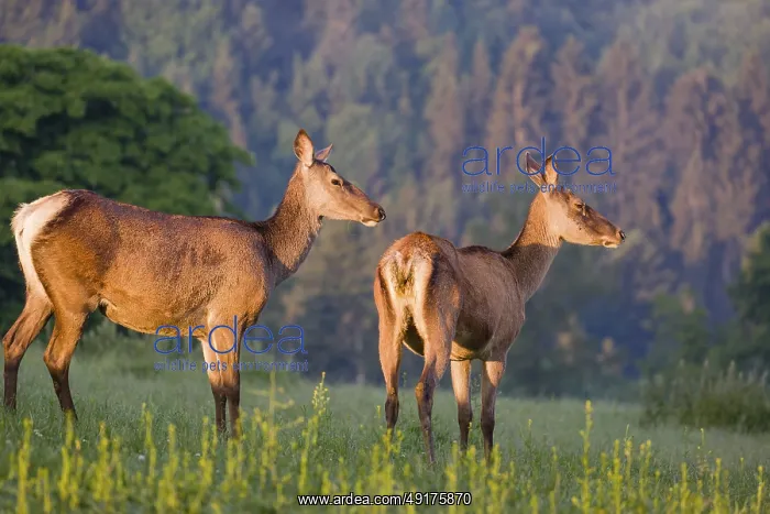 : Two Altai maral hinds : Two Altai maral hinds