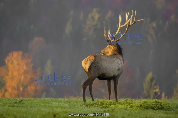  : An Altai maral stag