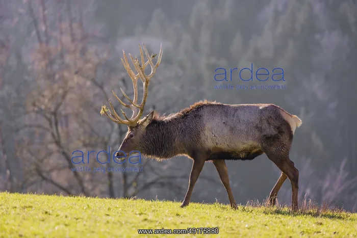 : An Altai maral stag : An Altai maral stag