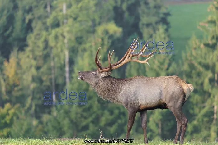 : An Altai maral stag (Altai wapiti or Altai moose) (Cervus canadensis sibiricus) : An Altai maral stag (Altai wapiti or Altai moose) (Cervus canadensis sibiricus)