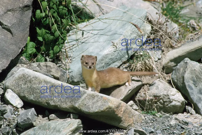 : Altai / Mountain / Pale Weasel : Altai / Mountain / Pale Weasel