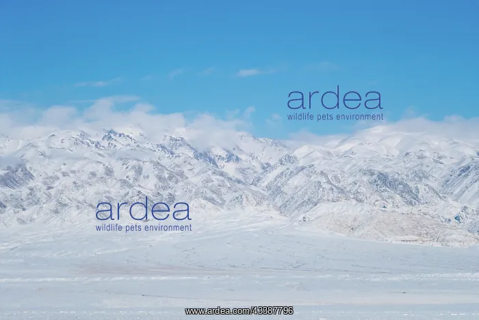 : ALTAI MOUNTAINS : ALTAI MOUNTAINS
