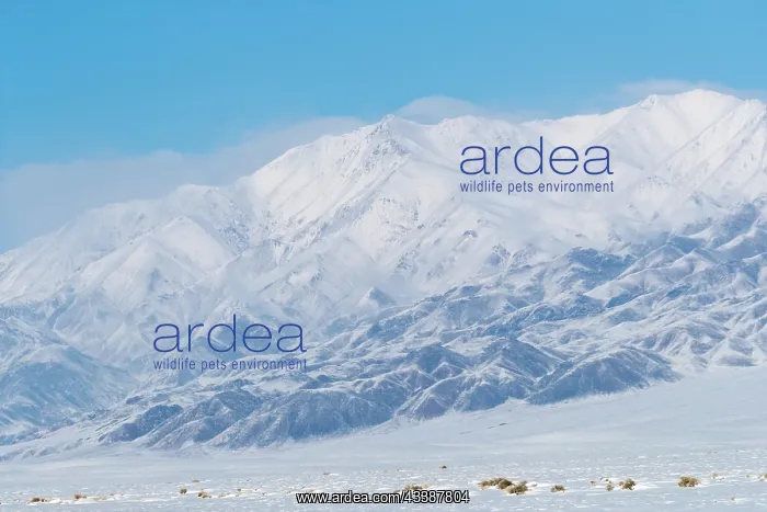 : ALTAI MOUNTAINS : ALTAI MOUNTAINS