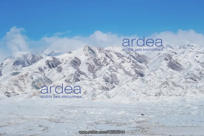 : ALTAI MOUNTAINS : ALTAI MOUNTAINS