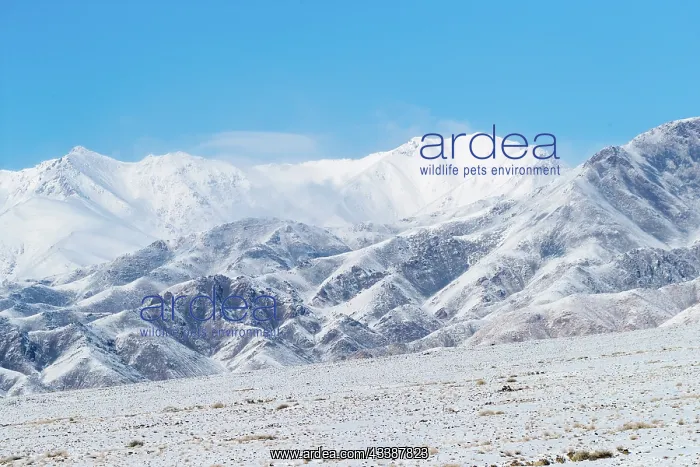 : ALTAI MOUNTAINS : ALTAI MOUNTAINS