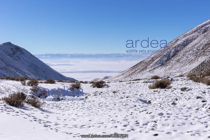 : ALTAI MOUNTAINS : ALTAI MOUNTAINS
