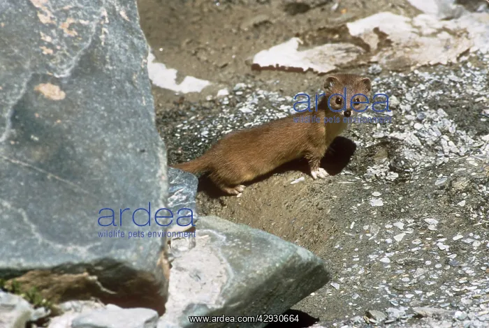 : AltaiS / Mountain / Pale Weasel : AltaiS / Mountain / Pale Weasel