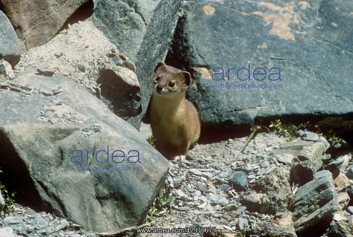  : AltaiS /  Mountain  /  Pale Weasel