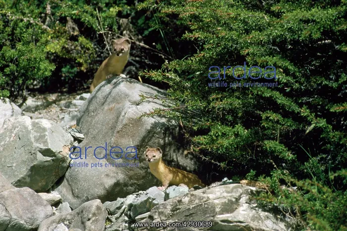 : AltaiS / Mountain / Pale Weasel : AltaiS / Mountain / Pale Weasel