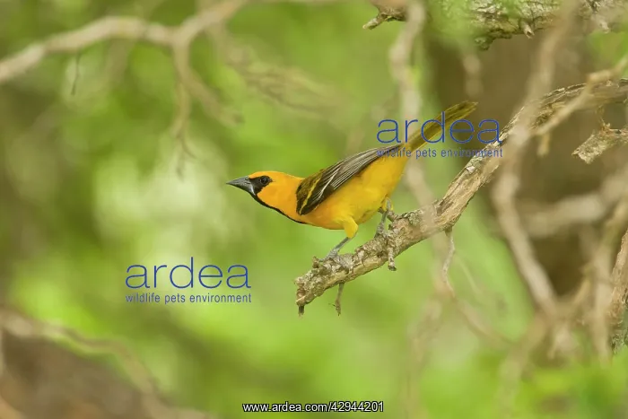 : Altamira Oriole : Altamira Oriole