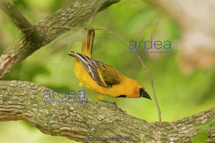 : Altamira Oriole : Altamira Oriole