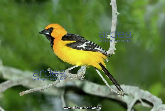 : Altamira Oriole : Altamira Oriole