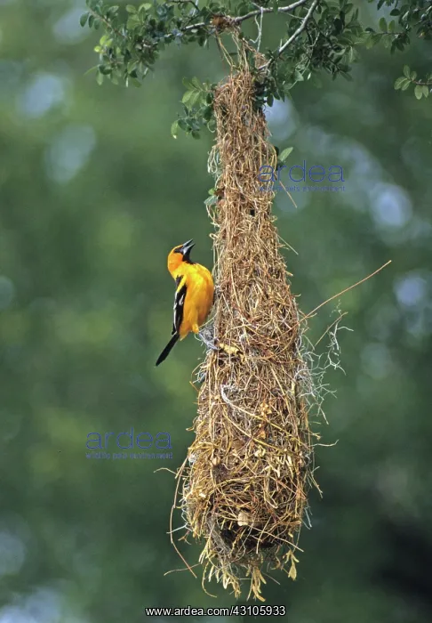 : Altamira Oriole : Altamira Oriole