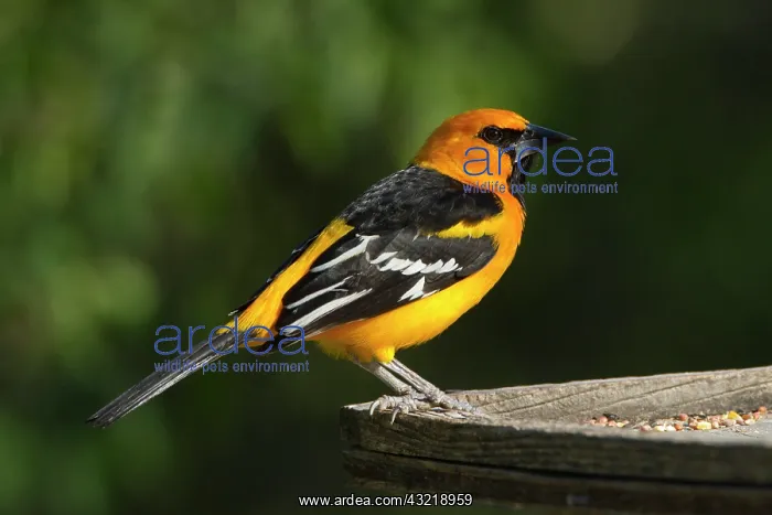 : Altamira Oriole (Icterus gularis) adult : Altamira Oriole (Icterus gularis) adult