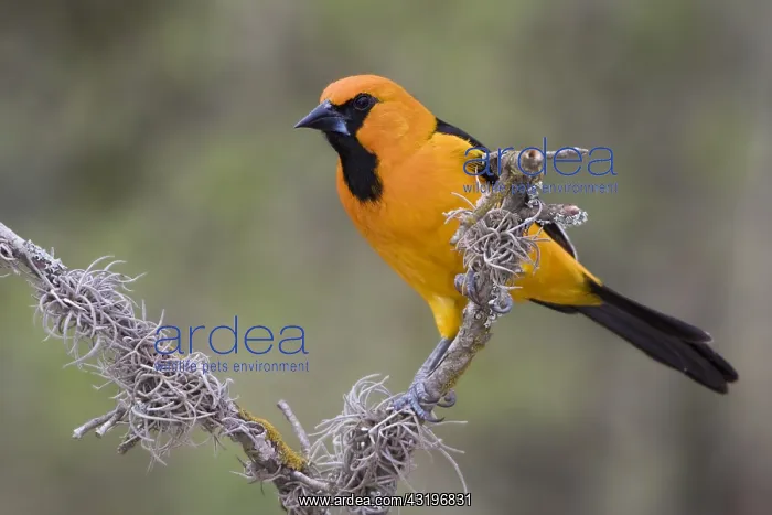 : Altamira Oriole (Icterus gularis), Texas, USA : Altamira Oriole (Icterus gularis), Texas, USA