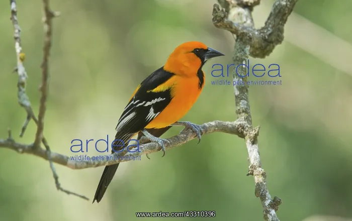  : Altamira Oriole - perched on branch