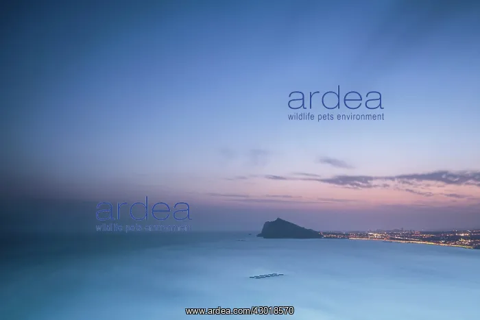 : Altea coastal scene with night lights by Mediterranean : Altea coastal scene with night lights by Mediterranean