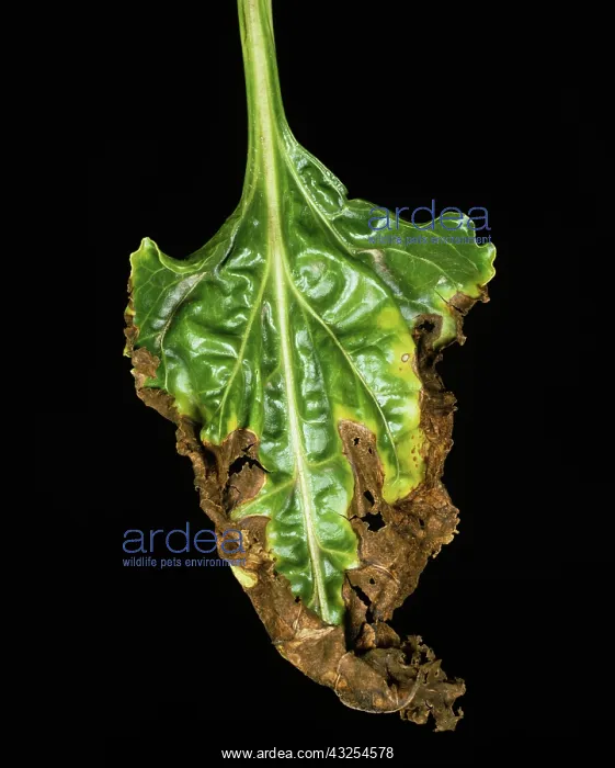 : Alternaria Leaf Spot necrosis on Beet leaf : Alternaria Leaf Spot necrosis on Beet leaf