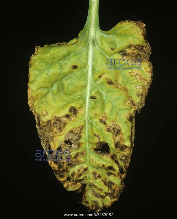 : Alternaria Leaf Spot on Sugar Beet leaf : Alternaria Leaf Spot on Sugar Beet leaf