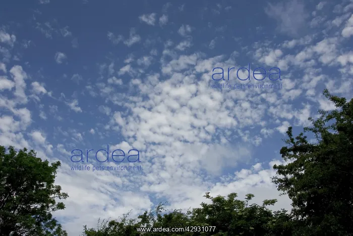 : Altocumulus clouds in blue sky : Altocumulus clouds in blue sky