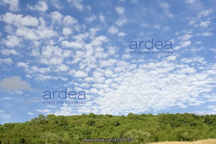 : Altocumulus clouds in deep blue sky above landscape : Altocumulus clouds in deep blue sky above landscape