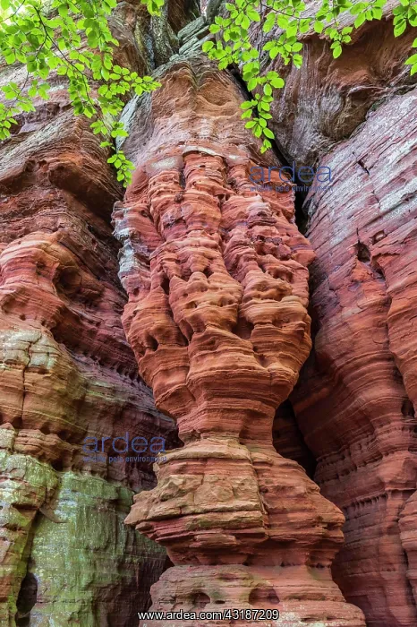 : Altschlossfelsen, Palatinate Forest, Eppenbrunn : Altschlossfelsen, Palatinate Forest, Eppenbrunn