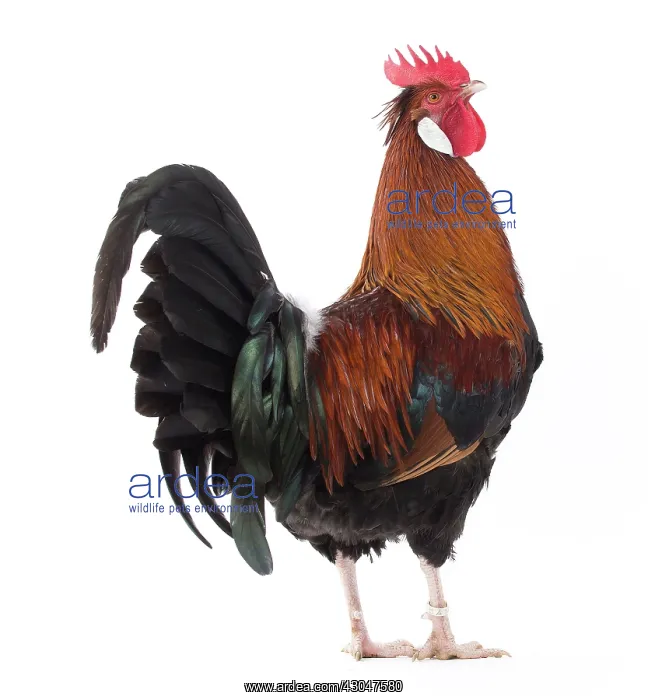  : Altsteirer Chicken Cockerel  /  Rooster