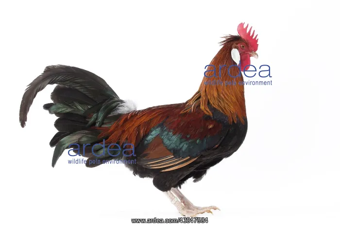  : Altsteirer Chicken Cockerel  /  Rooster