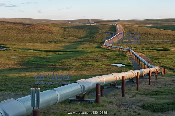 : The Alyeska Pipeline carrying oil from Prudhoe Bay : The Alyeska Pipeline carrying oil from Prudhoe Bay