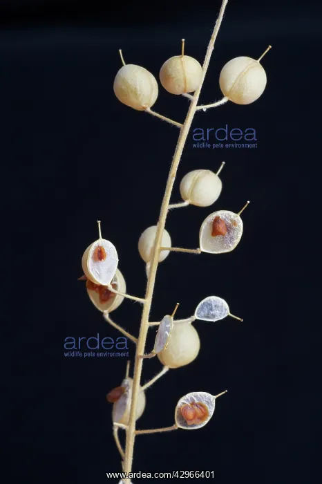 : Alyssum, Alyssum montanum : Alyssum, Alyssum montanum