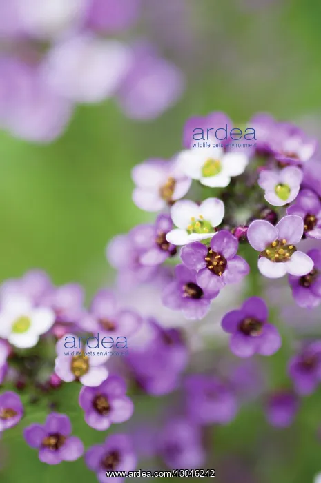  : Alyssum, Lobularia maritima Royal Carpet