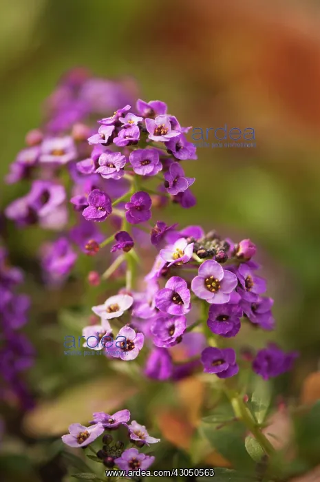 : Alyssum, Lobularia maritima Royal Carpet : Alyssum, Lobularia maritima Royal Carpet
