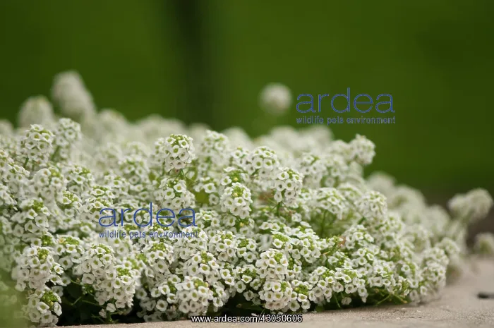  : Alyssum, Alyssum montanum