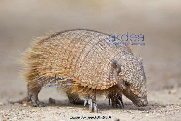 : Amadillo (Dasypodidae), peninsula Valdes, Patagonia : Amadillo (Dasypodidae), peninsula Valdes, Patagonia