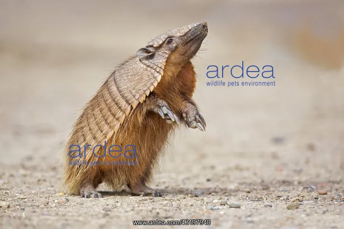 : Amadillo (Dasypodidae), peninsula Valdes, Patagonia : Amadillo (Dasypodidae), peninsula Valdes, Patagonia