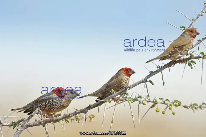 : Amadina erythrocephala Amadina : Amadina erythrocephala Amadina